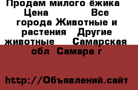 Продам милого ёжика › Цена ­ 10 000 - Все города Животные и растения » Другие животные   . Самарская обл.,Самара г.